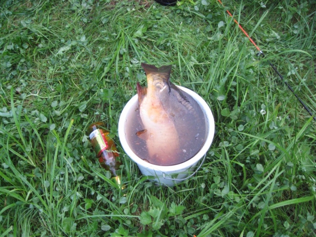 schon ein recht großer Spiegelkarpfen