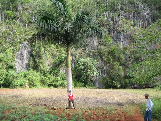 Tal Valle de Viñales