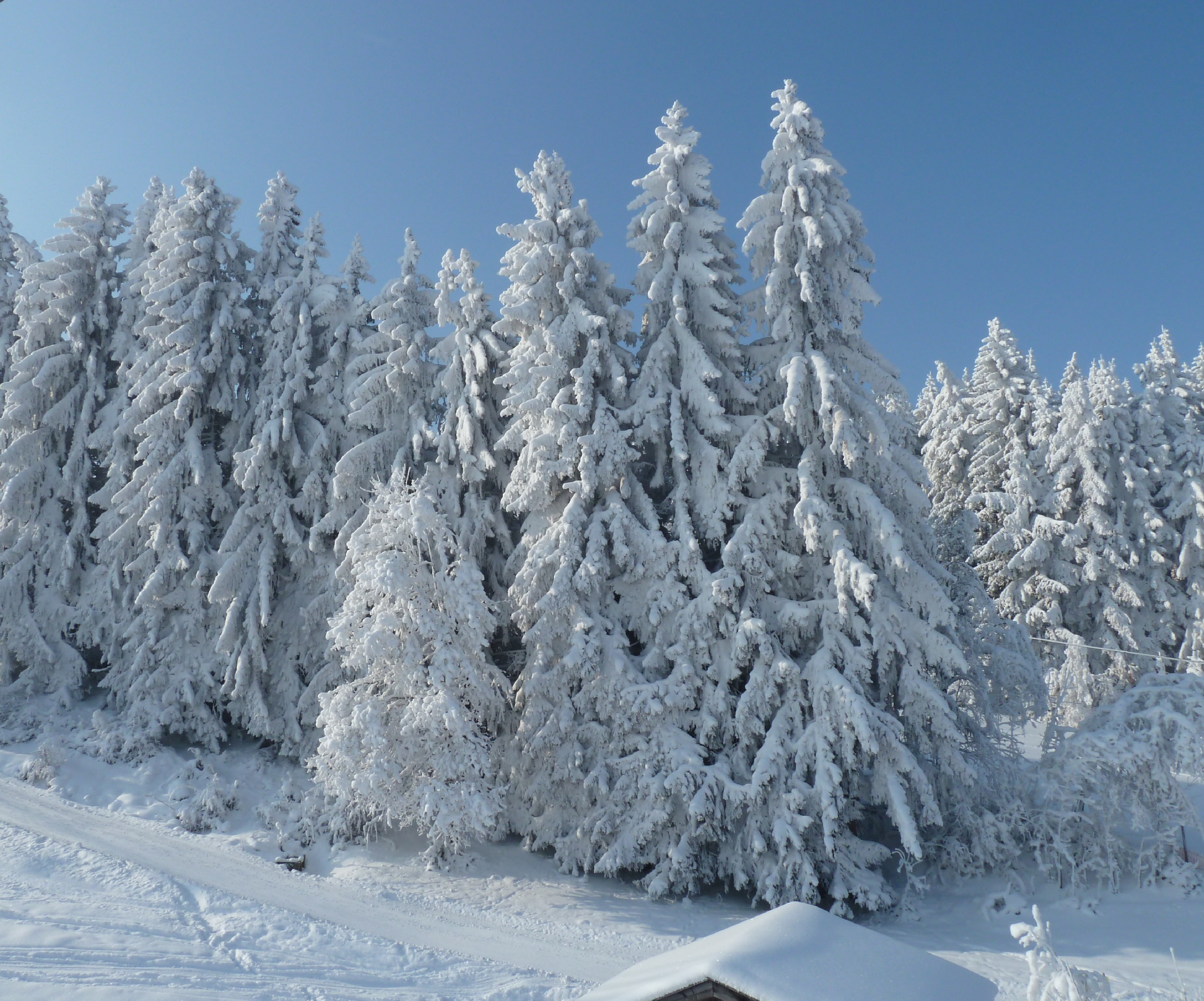 Magic Winter Wonderland