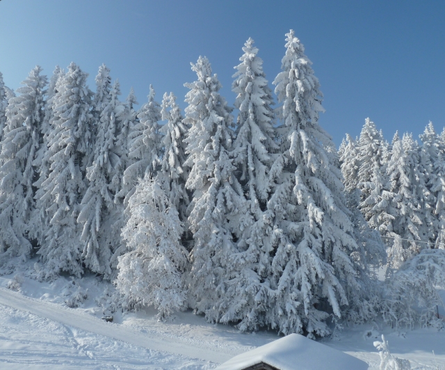 Magic Winter Wonderland